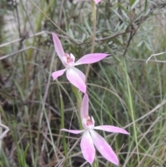 Caladenia carnea at Conder, ACT - 11 Oct 2021