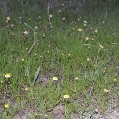 Calotis anthemoides (Chamomile Burr-daisy) at Conder, ACT - 11 Oct 2021 by michaelb