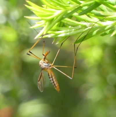 Leptotarsus (Macromastix) costalis (Common Brown Crane Fly) at Braemar, NSW - 13 Nov 2021 by Curiosity