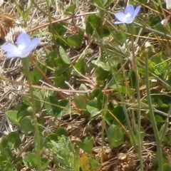 Wahlenbergia sp. (Bluebell) at Dunlop, ACT - 8 Oct 2021 by johnpugh