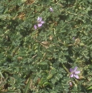 Wahlenbergia sp. at Dunlop, ACT - 8 Oct 2021