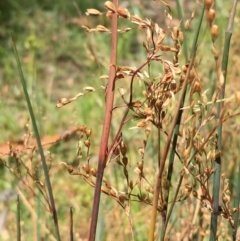 Juncus remotiflorus (A Rush) at Pialligo, ACT - 20 Jan 2021 by JaneR