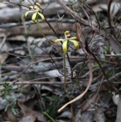 Caladenia hildae (Golden Caps) at Bonang, VIC - 1 Nov 2021 by JudithRoach