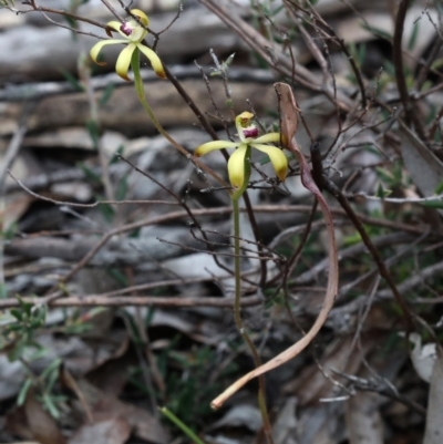 Caladenia hildae (Golden Caps) at Bonang, VIC - 1 Nov 2021 by JudithRoach