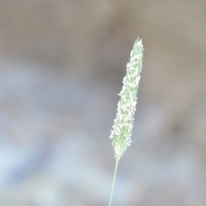 Phalaris aquatica at Wamboin, NSW - 16 Dec 2020 09:35 PM