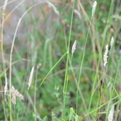 Phalaris aquatica at Wamboin, NSW - 16 Dec 2020