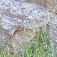 Phalaris aquatica at Wamboin, NSW - 16 Dec 2020 09:35 PM