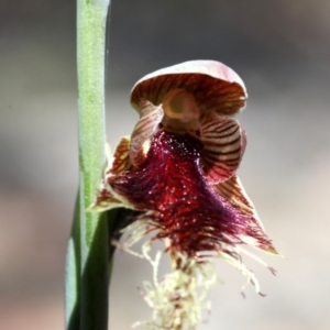 Calochilus robertsonii at Bonang, VIC - suppressed