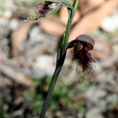 Calochilus robertsonii at Bonang, VIC - suppressed