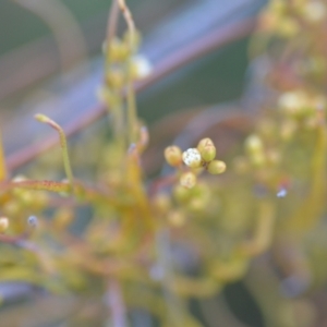 Cassytha pubescens at Wamboin, NSW - 16 Dec 2020