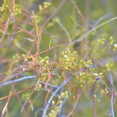 Cassytha pubescens at Wamboin, NSW - 16 Dec 2020