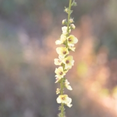 Verbascum virgatum (Green Mullein) at Wamboin, NSW - 16 Dec 2020 by natureguy