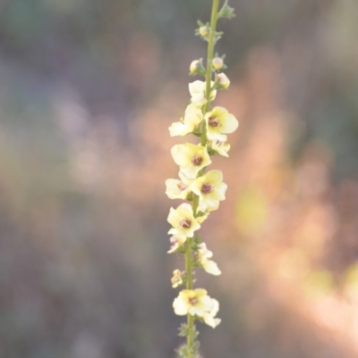 Verbascum virgatum (Green Mullein) at Wamboin, NSW - 16 Dec 2020 by natureguy