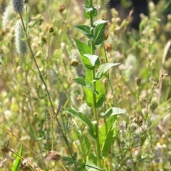 Verbascum virgatum at Wamboin, NSW - 16 Dec 2020