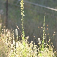 Verbascum virgatum at Wamboin, NSW - 16 Dec 2020