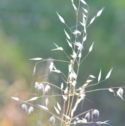 Avena sp. (Wild Oats) at Wamboin, NSW - 16 Dec 2020 by natureguy