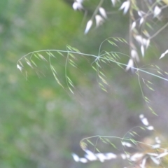 Avena sp. at Wamboin, NSW - 16 Dec 2020