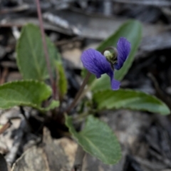 Viola betonicifolia (Mountain Violet) at Bonang, VIC - 1 Nov 2021 by JudithRoach