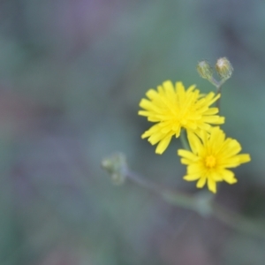 Crepis capillaris at Wamboin, NSW - 16 Dec 2020