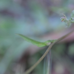 Crepis capillaris at Wamboin, NSW - 16 Dec 2020