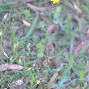 Crepis capillaris at Wamboin, NSW - 16 Dec 2020