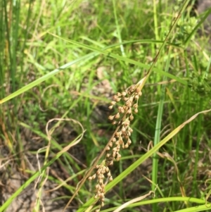 Juncus usitatus at Hackett, ACT - 9 Jan 2021 04:04 PM