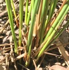 Juncus usitatus at Hackett, ACT - 9 Jan 2021 04:04 PM