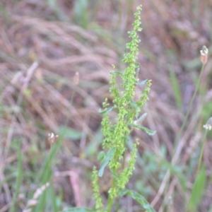 Rumex crispus at Wamboin, NSW - 16 Dec 2020