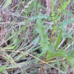 Rumex crispus at Wamboin, NSW - 16 Dec 2020