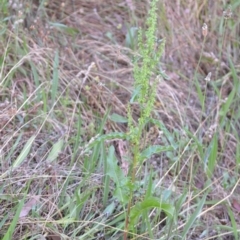 Rumex crispus at Wamboin, NSW - 16 Dec 2020 09:41 PM