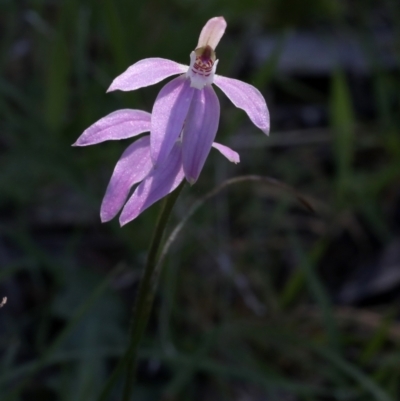 Caladenia carnea (Pink Fingers) at Bonang, VIC - 1 Nov 2021 by JudithRoach