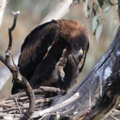 Aquila audax (Wedge-tailed Eagle) at Ainslie, ACT - 1 Nov 2021 by jb2602