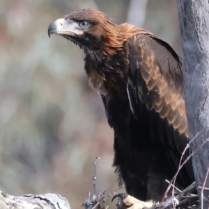 Aquila audax at Ainslie, ACT - 1 Nov 2021