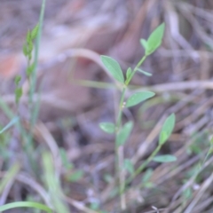 Polygonum aviculare (Wireweed) at Wamboin, NSW - 16 Dec 2020 by natureguy