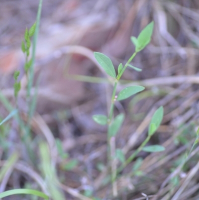 Polygonum aviculare (Wireweed) at Wamboin, NSW - 16 Dec 2020 by natureguy