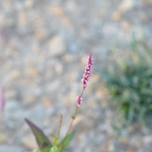 Persicaria decipiens at Wamboin, NSW - 16 Dec 2020