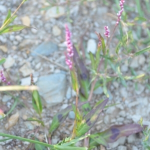 Persicaria decipiens at Wamboin, NSW - 16 Dec 2020