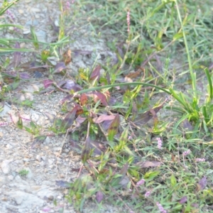 Persicaria decipiens at Wamboin, NSW - 16 Dec 2020