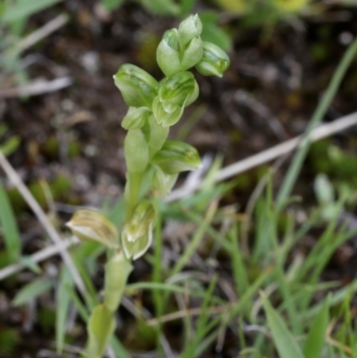 Hymenochilus sp. (A Greenhood Orchid) at Bonang, VIC - 30 Oct 2021 by JudithRoach