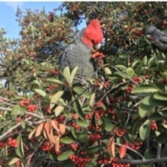 Callocephalon fimbriatum (Gang-gang Cockatoo) at Federal Golf Course - 14 Nov 2021 by Butterflies65