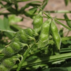 Vicia disperma (Two Seeded Vetch) at Latham, ACT - 31 Oct 2021 by pinnaCLE