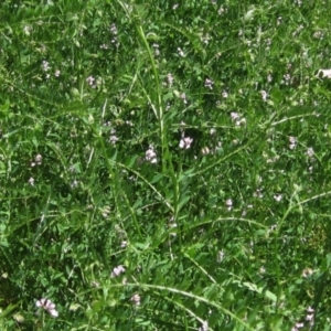 Vicia disperma at Latham, ACT - 31 Oct 2021