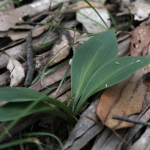 Chiloglottis sp. at Bonang, VIC - suppressed