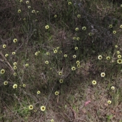 Tolpis barbata (Yellow Hawkweed) at Latham, ACT - 31 Oct 2021 by pinnaCLE