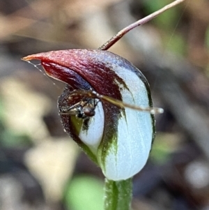 Pterostylis pedunculata at Acton, ACT - 14 Nov 2021