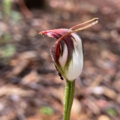 Pterostylis pedunculata at Acton, ACT - 14 Nov 2021