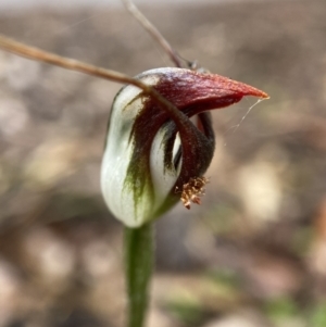 Pterostylis pedunculata at Acton, ACT - 14 Nov 2021