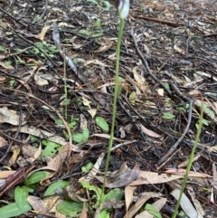 Pterostylis pedunculata at Acton, ACT - 14 Nov 2021