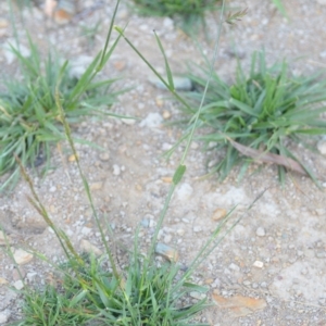 Festuca sp. at Wamboin, NSW - 16 Dec 2020