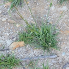 Festuca sp. at Wamboin, NSW - 16 Dec 2020